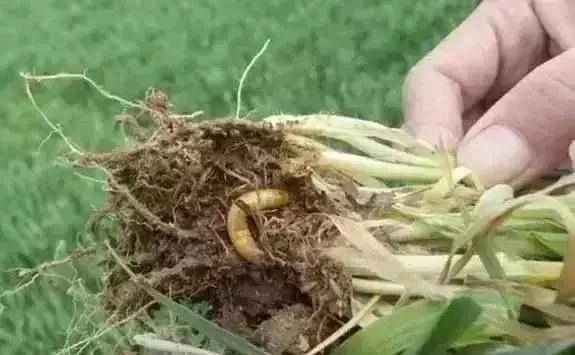 蔬菜害虫最佳防治方法,如何自制杀虫剂防治蔬菜害虫