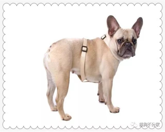 神经性犬瘟热初期症状,狗狗犬瘟热呼吸急促