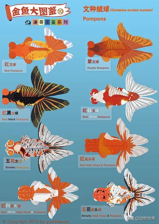 金鱼白盆品种大全,金鱼大图鉴草金