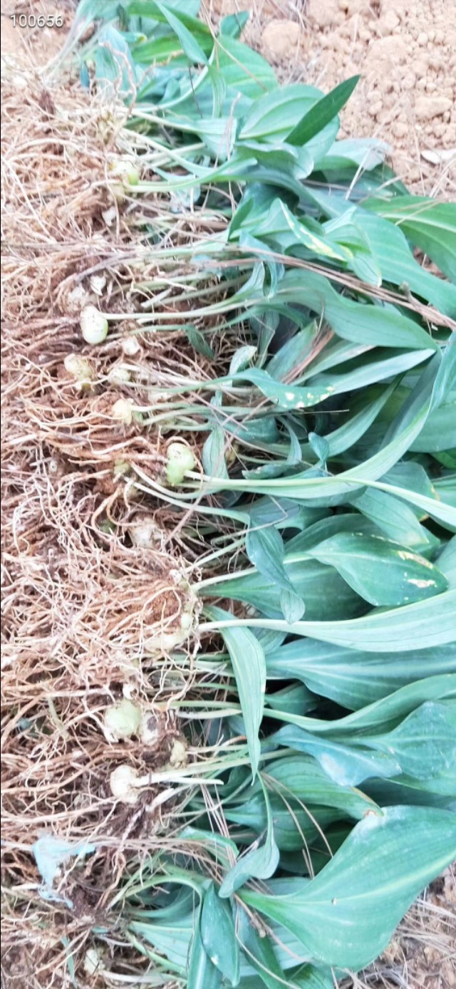 中源农业多花黄精育苗基地,多花黄精籽育苗出售