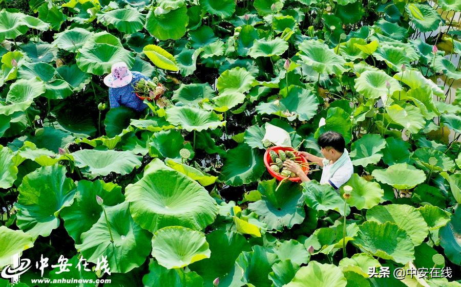 安徽七月路人视角,安徽七月天气列表