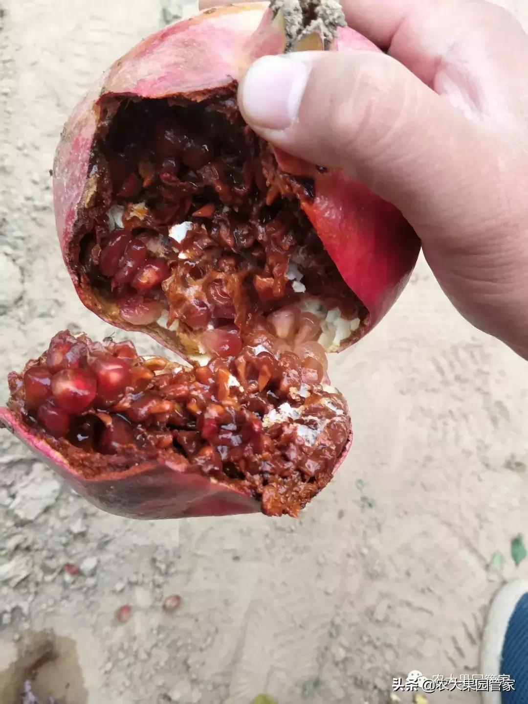 果实蝇危害柑橘的防治方法,果实蝇的危害到几月份