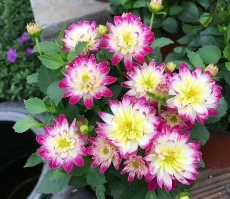 小丽花从种子到开花多长时间,不知道怎么养仙人球请注意这些