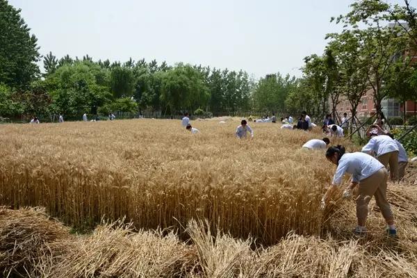 芒种种出新希望,芒种和幸福播种