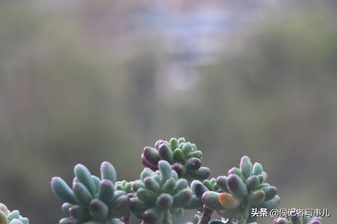 春风和,春风和duke