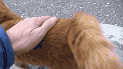 猫咪的蛋蛋居然可以那么可爱！网友：污了