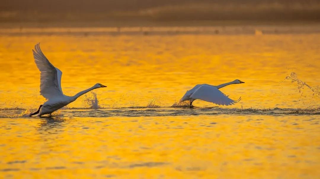 崔颢:日暮乡关何处是?烟波江上使人愁