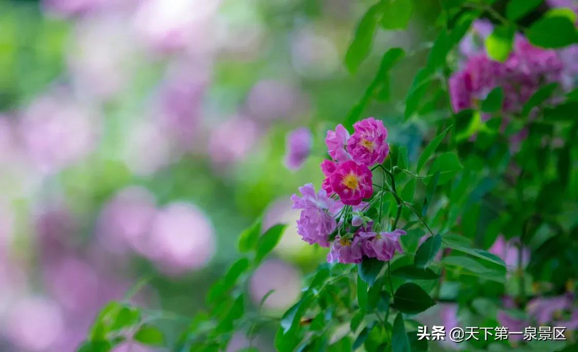 济南珍珠泉为天下第三泉,济南的珍珠泉