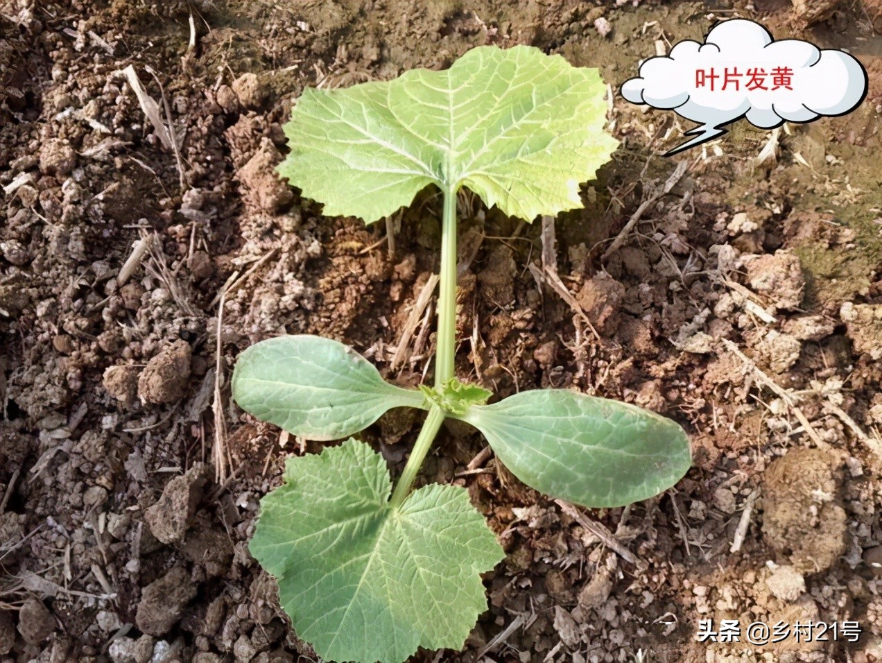 盆栽葫芦总是黄叶是什么原因,小葫芦苗叶子枯萎图片