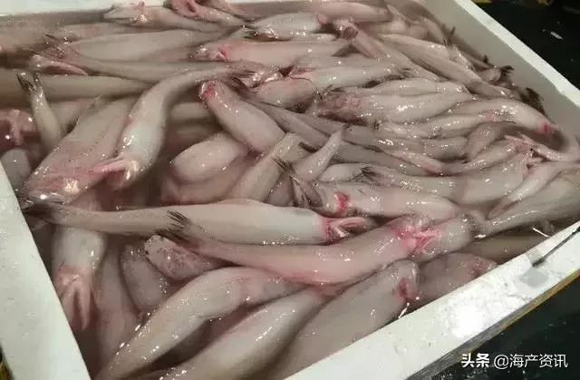 海鲜市场这4种鱼人工无法养殖,海鲜市场适合养什么鱼