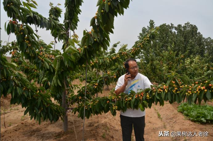 樱桃好吃树难栽，已经过时了，关键是要掌握好这些标准管理技术