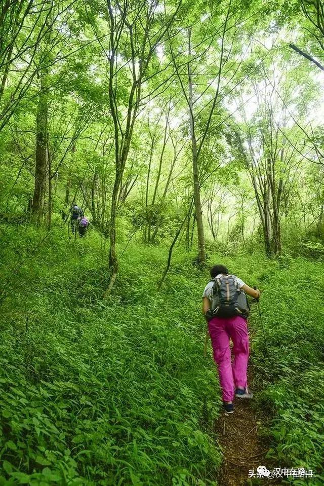 探秘汉中,汉中一村子窜入野生羚牛