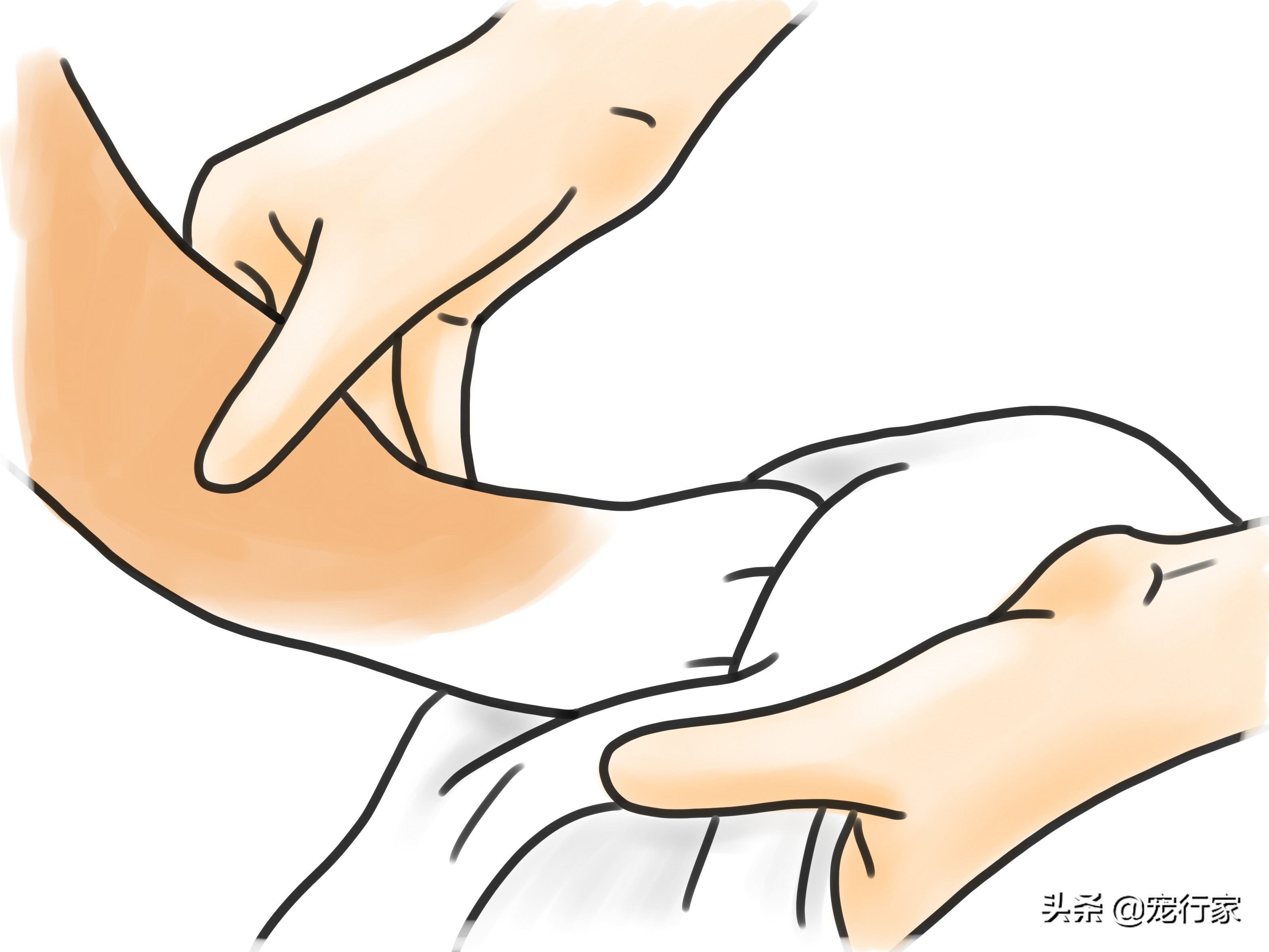 狗狗爪子受伤了流血了怎么办,狗狗爪子皮肉伤了用什么药