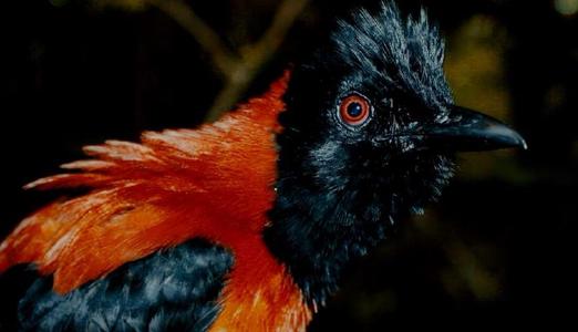 鸩鸟确实存在吗,鸩鸟真的存在吗