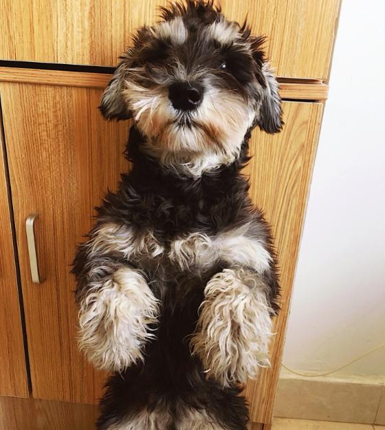 爱狗的女生性格特点雪纳瑞,雪纳瑞犬的性格