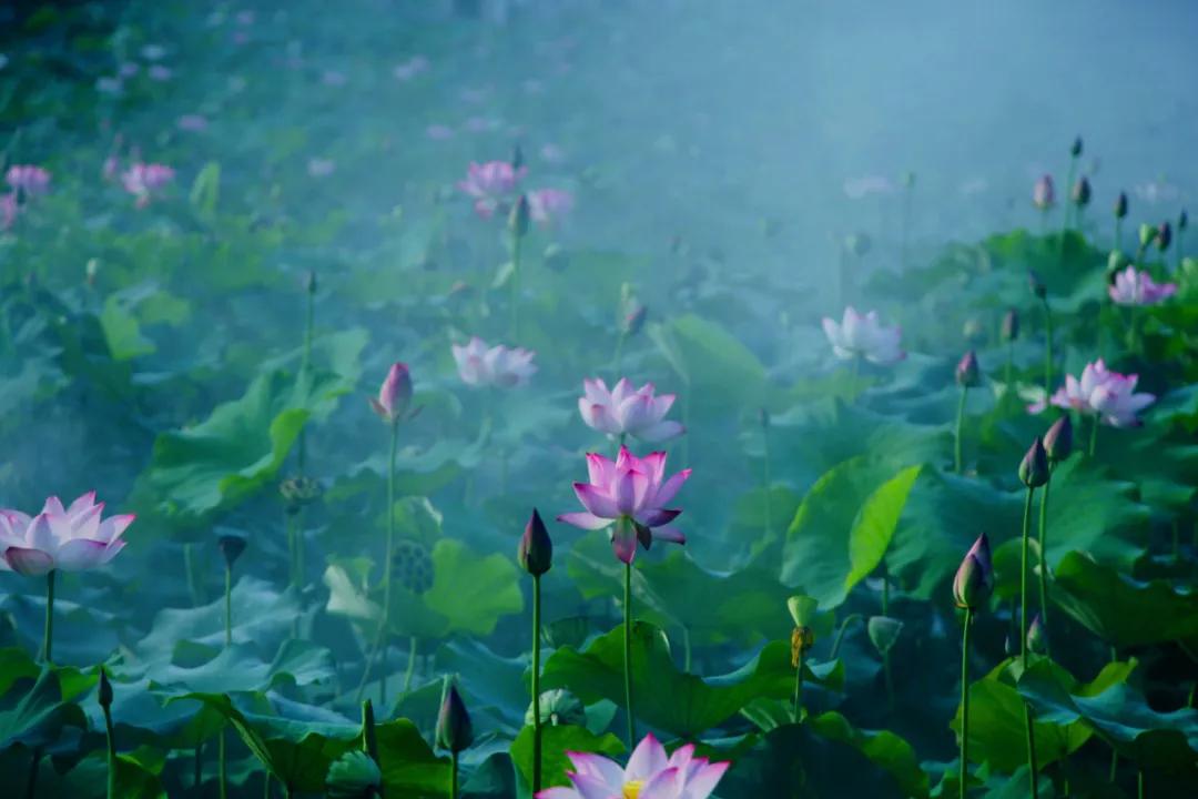 杭州第一波荷花美图大放送！赏荷佳期竟是早上6-8点，哪里最好拍？最新赏荷地图收好