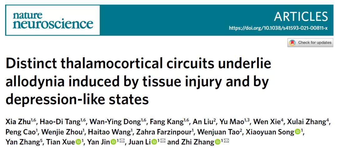 连发两篇！中科大张智组在疼痛—抑郁的神经环路方面取得重要进展