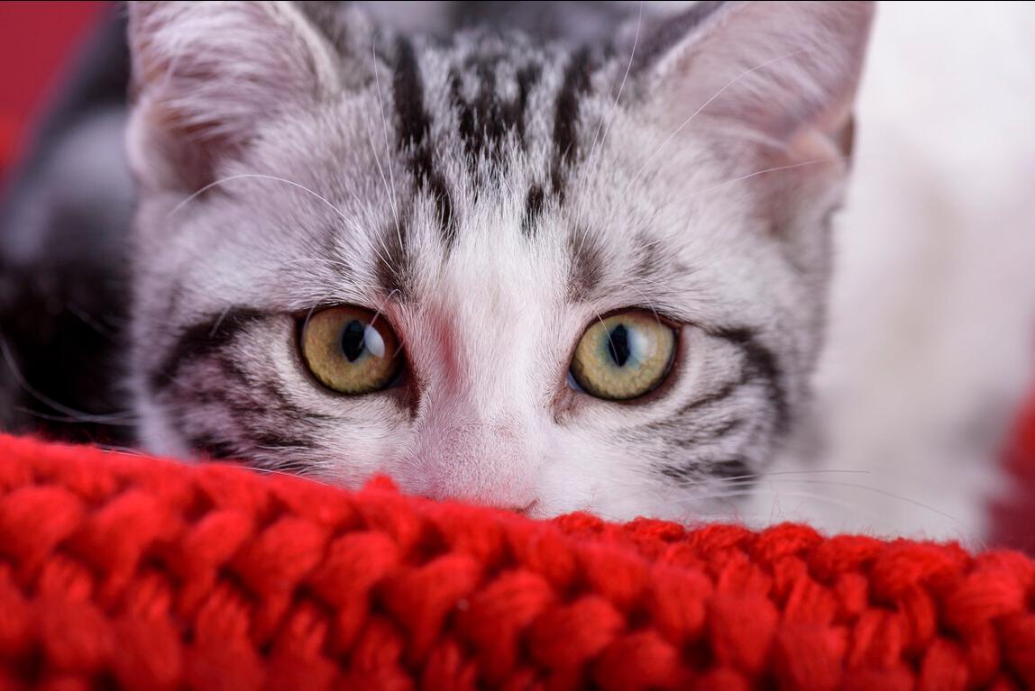 美短加白猫的优点和缺点,如果选一个宠物你会选什么