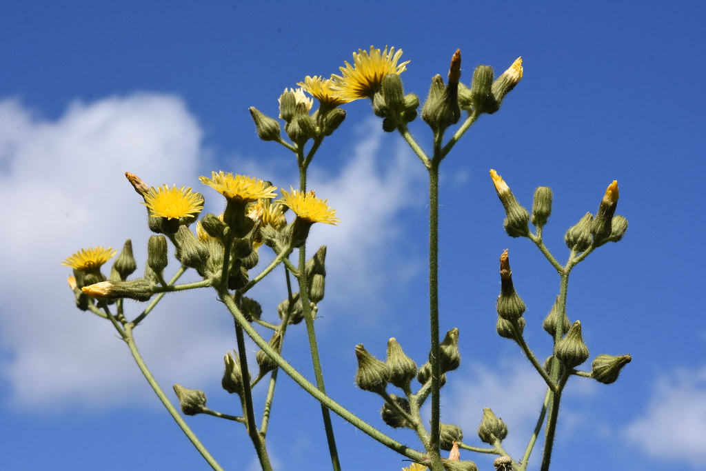 每个十一月生日对应的生日花,365天每天代表生日的花有哪些