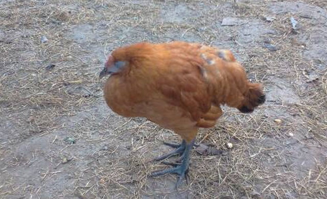 鸡得了禽流感怎么治,鸡瘟怎么治好最快