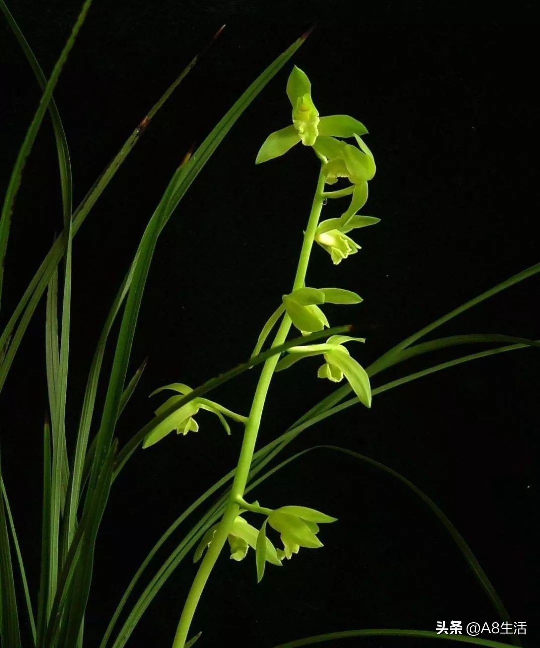 兰花蕙兰十大名品,蕙兰名品大全欣赏