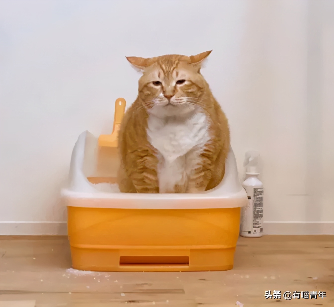 对着猫吹气会怎么样,对着猫吹烟有害吗