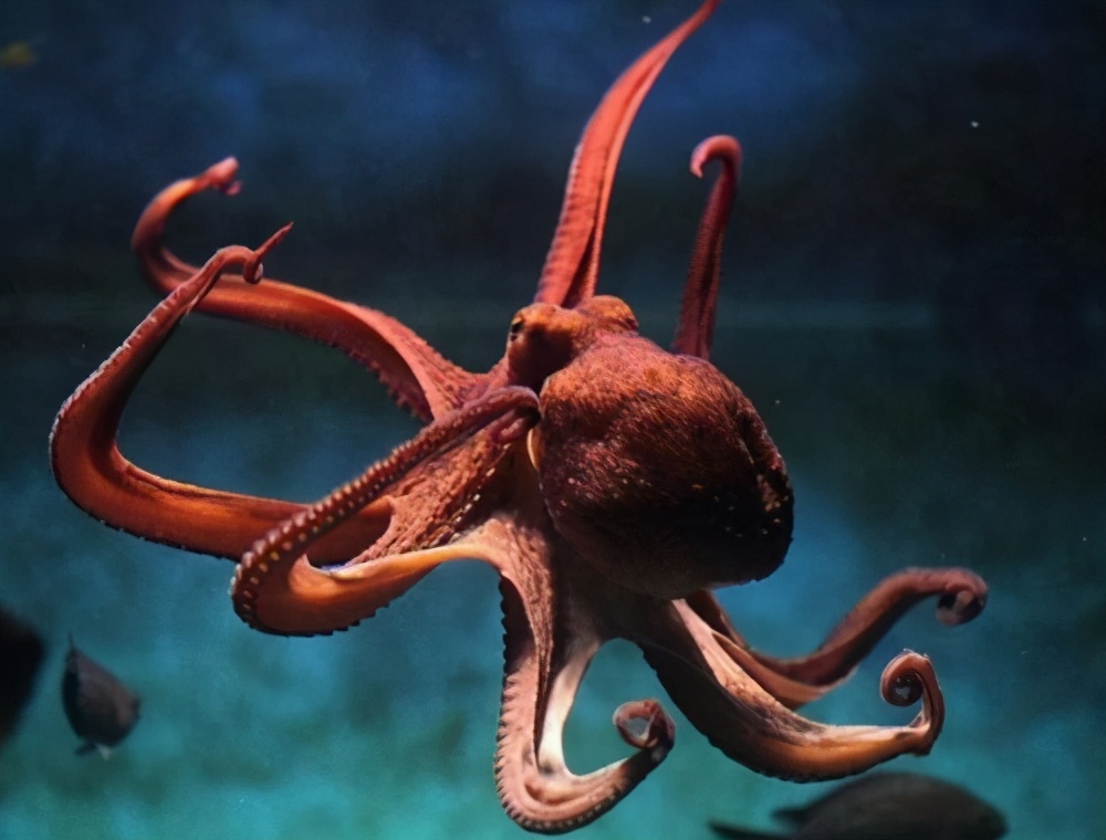 章鱼到底是章鱼还是外星人,为什么章鱼连科学家都解释不了