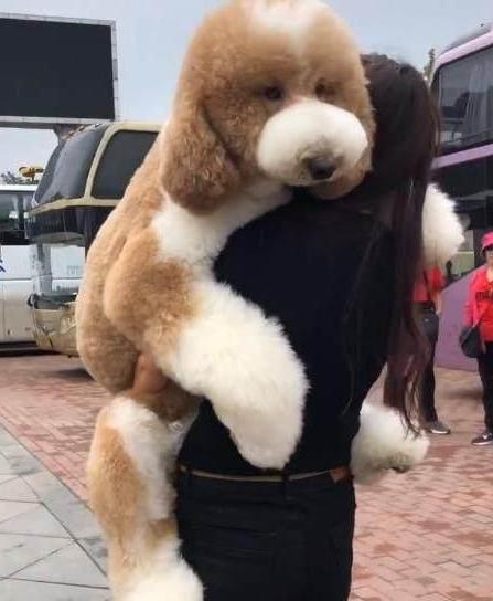 巨型贵宾犬为什么不建议养,巨型贵宾犬为什么少人饲养