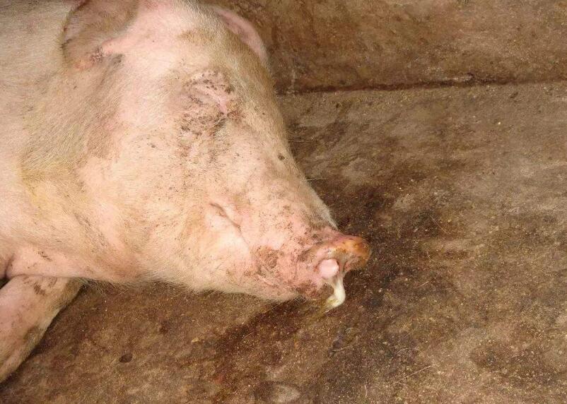 猪感冒了流鼻涕打喷嚏喂点什么药,猪感冒流鼻涕鼻塞用嘴呼吸怎么办