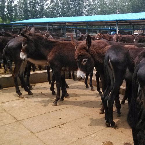 2022年特种养殖前景最好的品种,目前养殖业最赚钱的项目