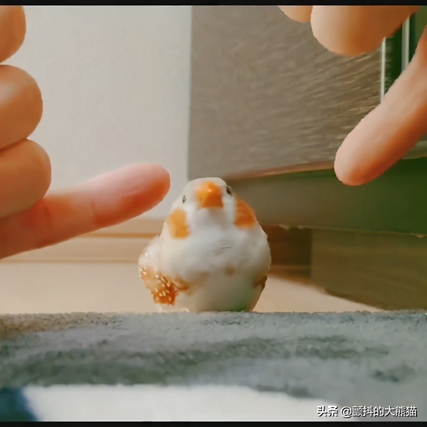 瓒呮不鎰堢殑灏忛笩,瓒呮不鎰堢殑灏忛笩瑙嗛