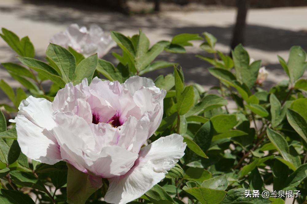 兰州金花娘娘在哪升天,金花娘娘成仙的地方
