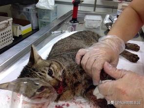 宠物猫被流浪猫咬伤后抓伤了人,猫咪被狗咬伤后续小猫怎么样了
