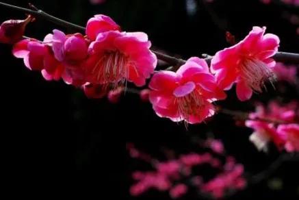 栀子花开,栀子花开歌曲完整版