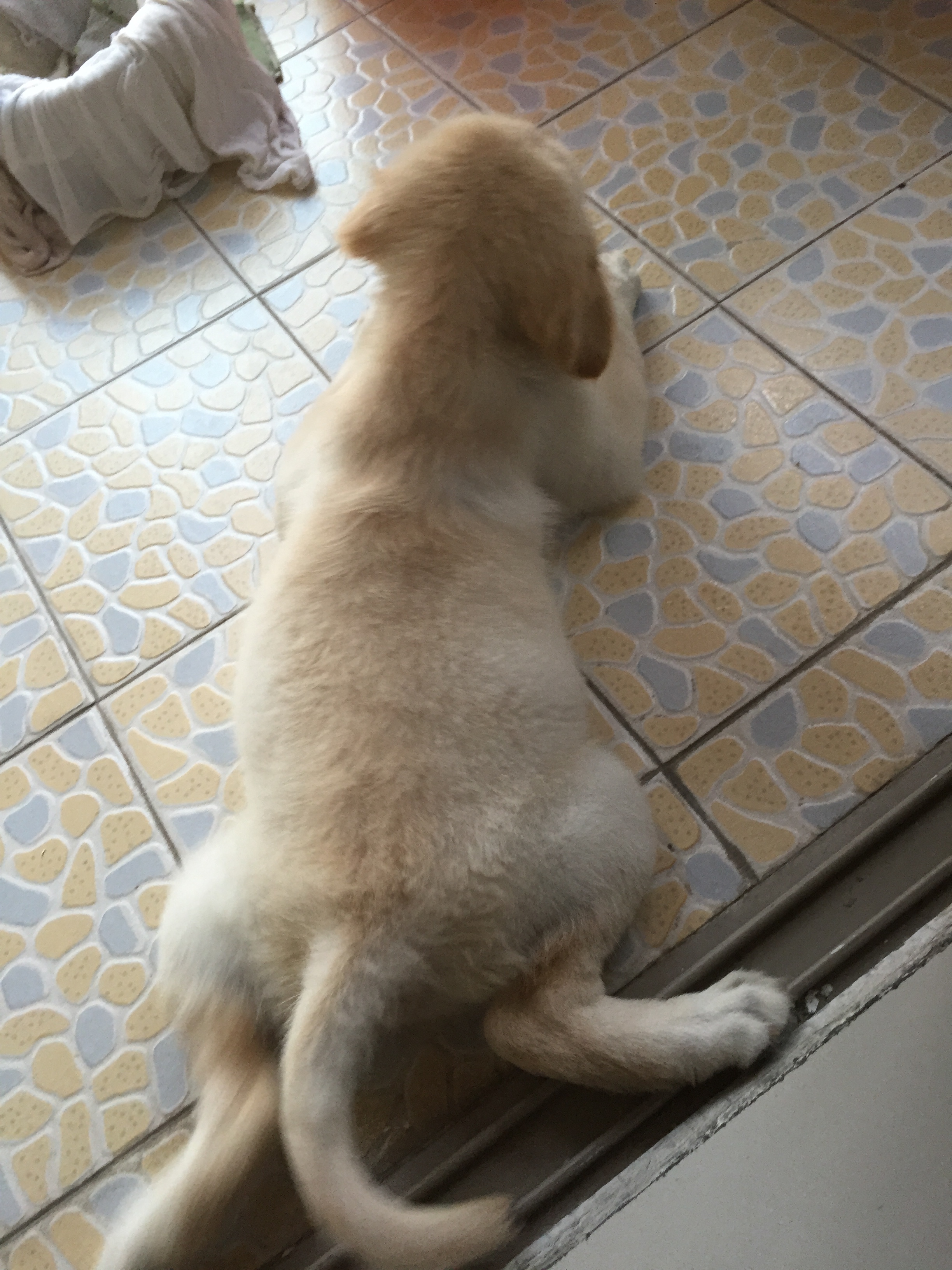 铲屎官用5年的踩雷经验来告诉你，初次养狗要注意的十个问题