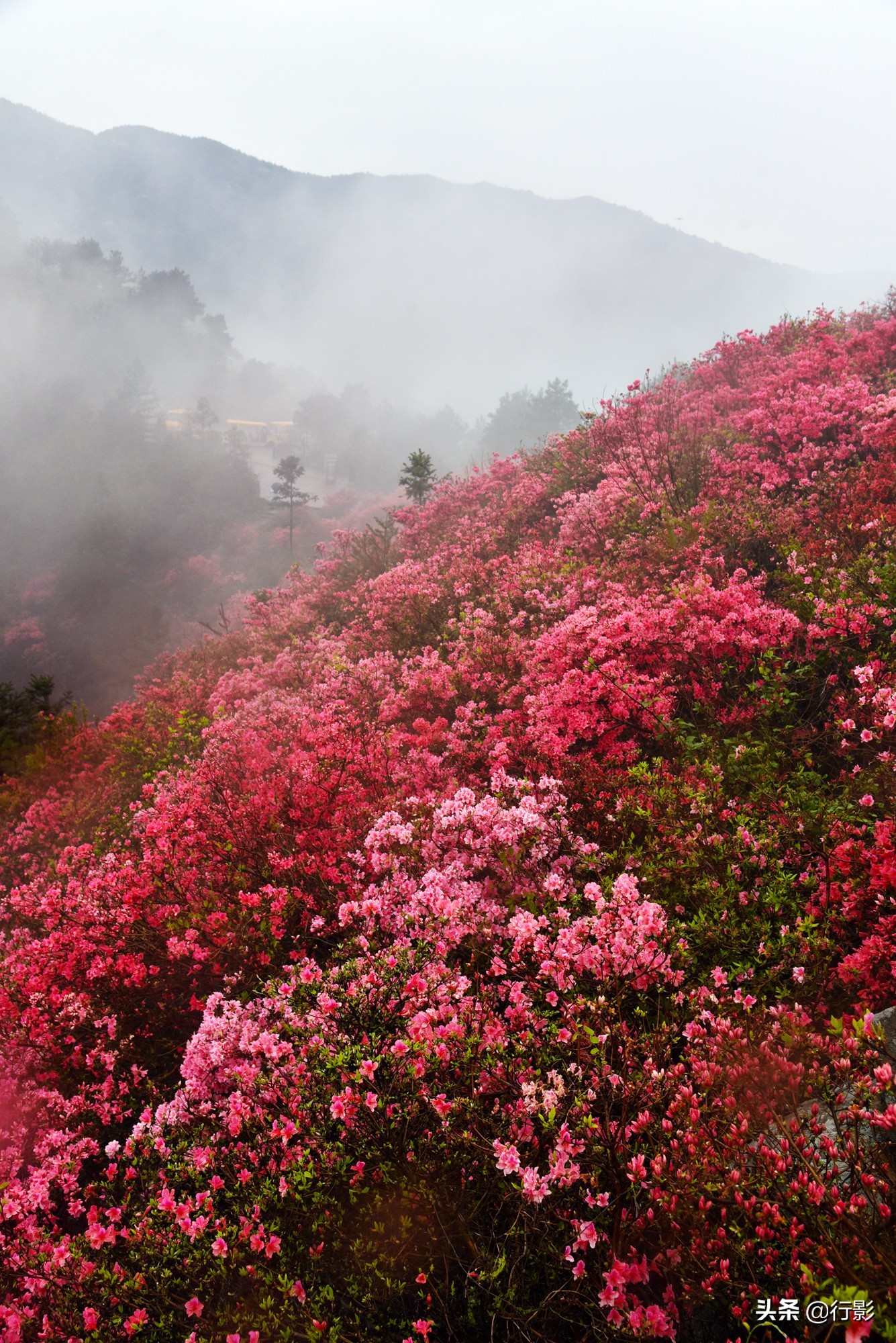 云雾山武汉,武汉汉口北打卡网红景点