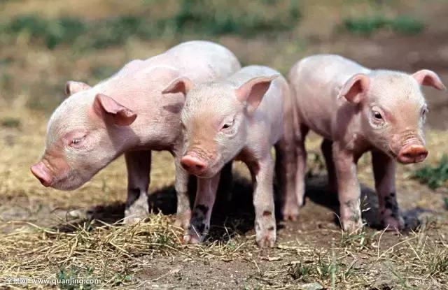 猪腹腔注射的技术要点，你掌握多少？