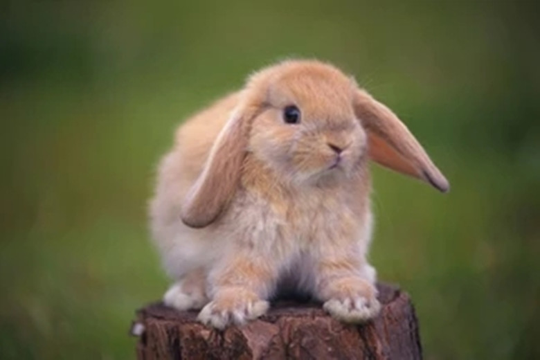 兔子饲养方法玉米可以喂兔子吗,饲养兔子的正确方法小视频