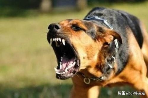 2个月边牧咬人的原因及解决办法,德牧犬咬泰迪狗怎么回事