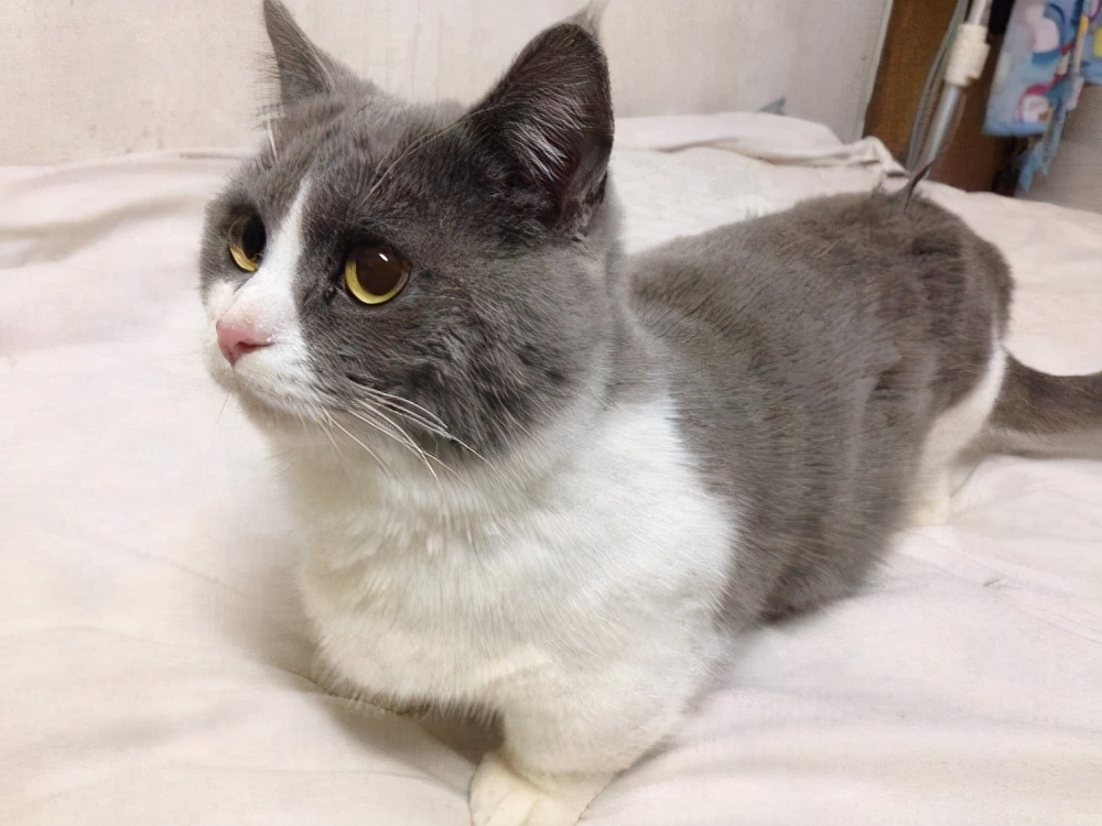 养英短千万不能做的事,英短猫为啥不适合养