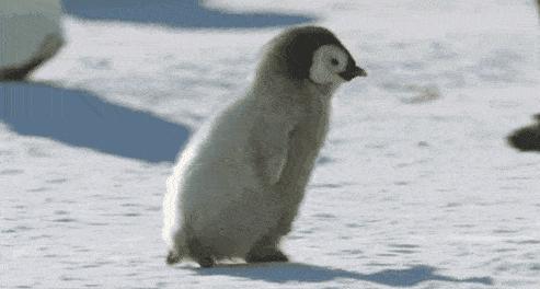 企鹅为什么喜欢踢同伴下水,有一种企鹅踹同伴