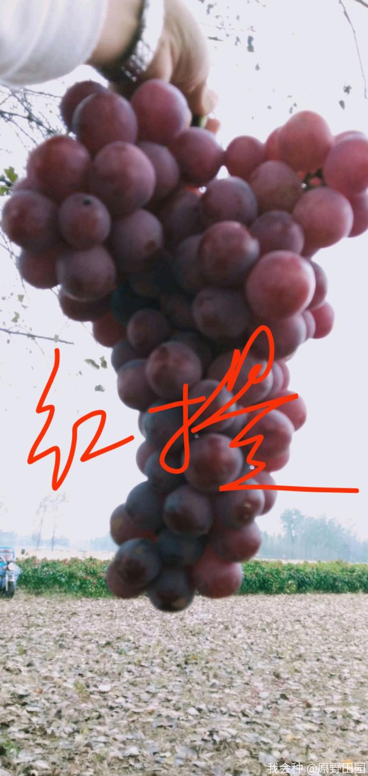 消费者评价红提：不香不甜，味同嚼蜡，是谁把红提推向了深渊？