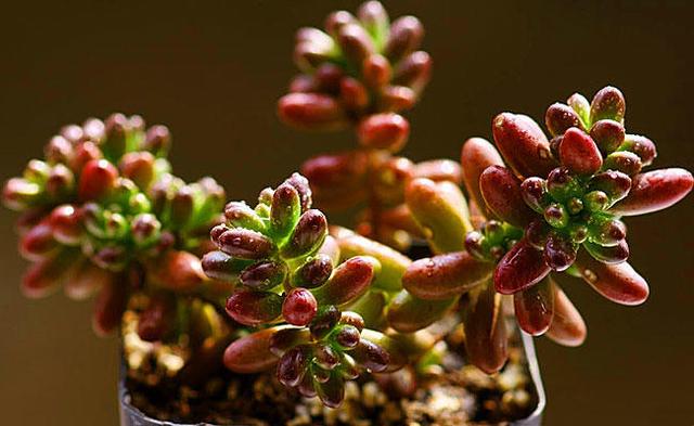 虹之玉变成绿色是什么原因,虹之玉叶片变黑是怎么回事