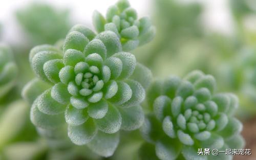 多肉长小黑虫用什么药,多肉长小白虫倒点碘伏行吗