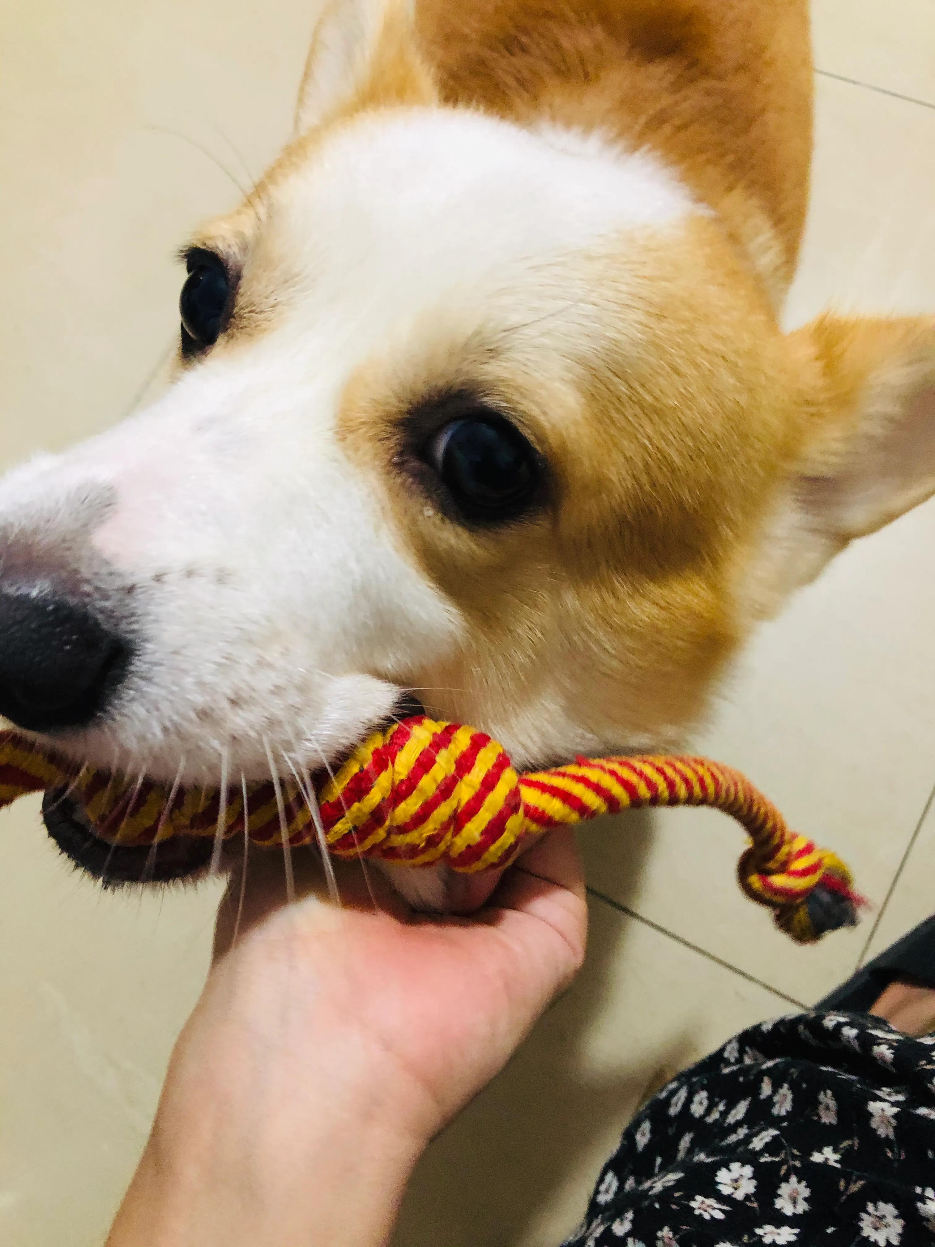 狗狗生病了你不要难过,狗狗生病了永远的离开了我