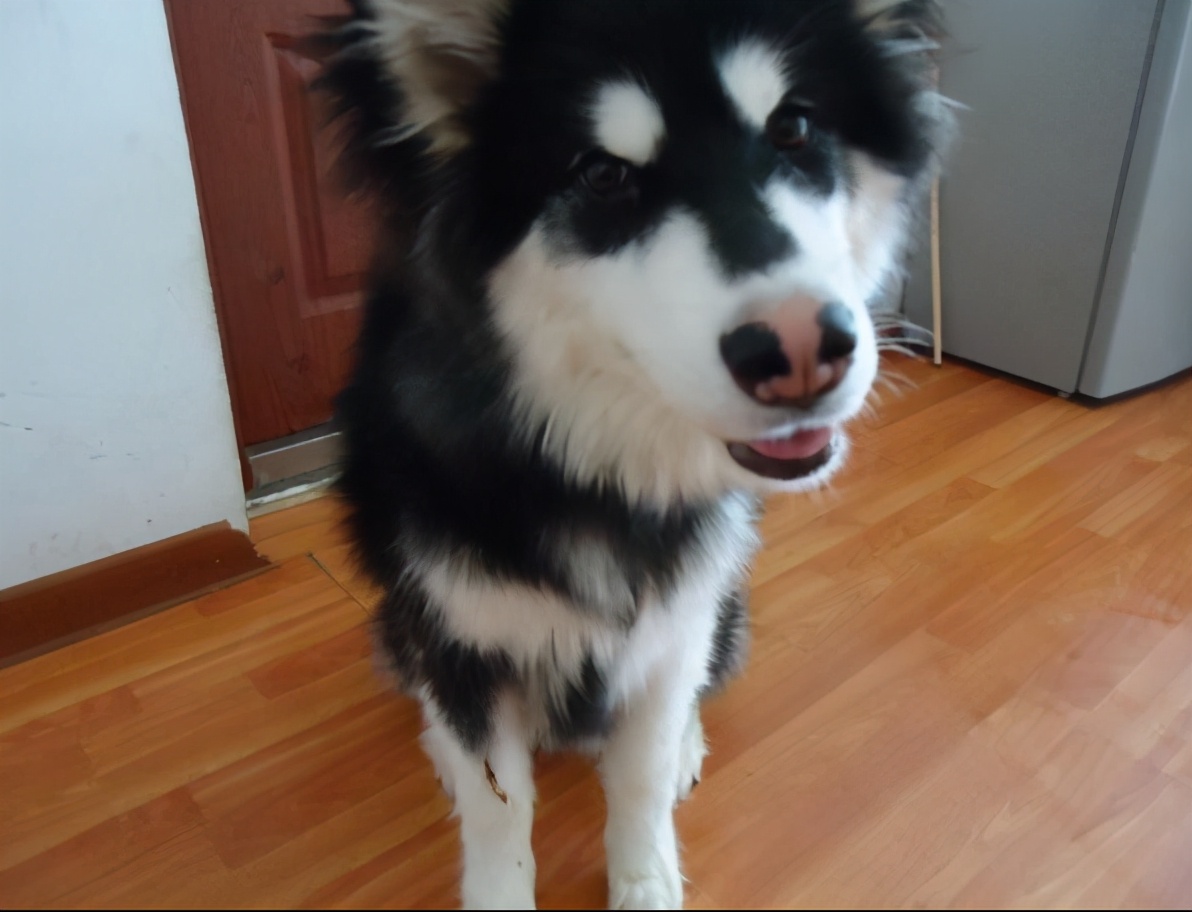 我家狗狗眼睛发红什么原因,狗狗的鼻子颜色变浅是怎么个情况