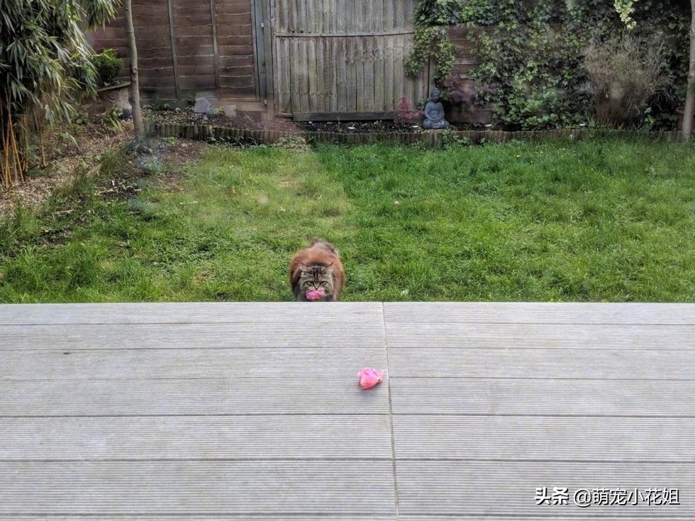 猫咪每天给一户人家送鲜花，连续送了一个月，原来猫咪在表达感谢