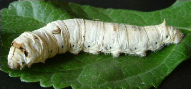 爆笑漫画式的述说，科普虫子的生命特性