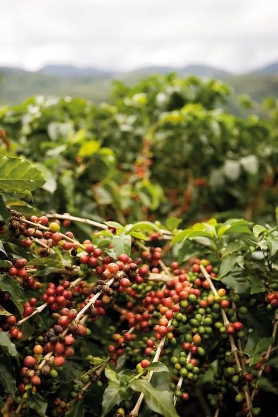 便宜又正宗好喝的咖啡,世界上最好喝的咖啡在哪