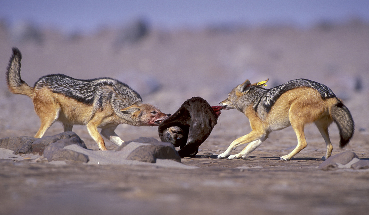 黑背胡狼智谋最高吗,黑背胡狼的弱点